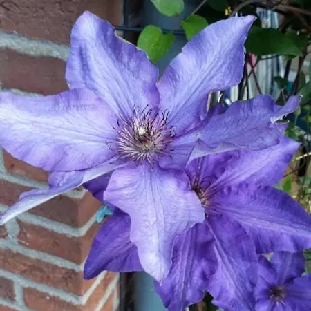 Séjour chez l'habitant Messe Luxury